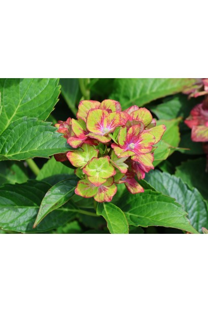 Гортензія широколиста/Hydrangea macrophylla